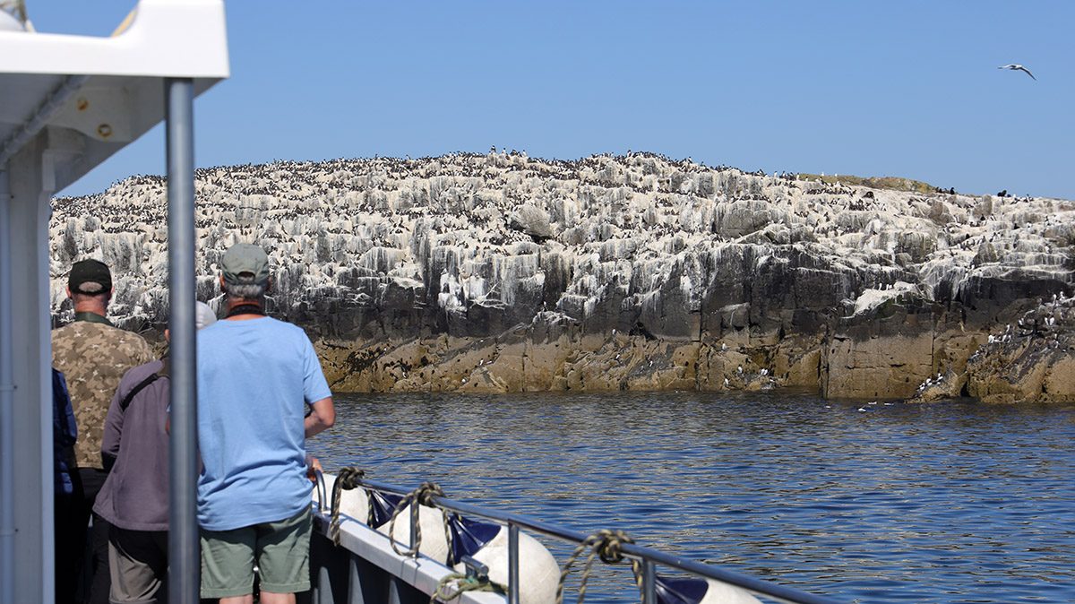 Farne Islands